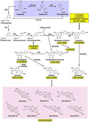 Soybean AROGENATE DEHYDRATASES (GmADTs): involvement in the cytosolic isoflavonoid metabolon or trans-organelle continuity?